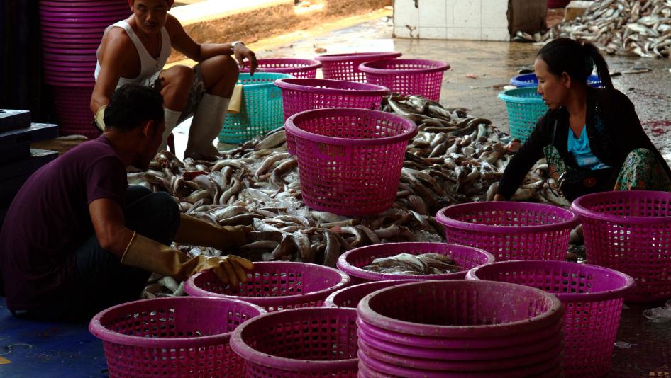 Burmese port workers sort fish in Ranong city, March 13, 2016. 