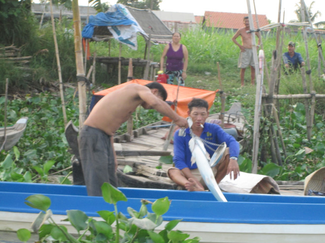 Người miền Tây ra Vàm Nao bắt 'heo nước' kiếm tiền mua... vàng ngày Tết - ảnh 4