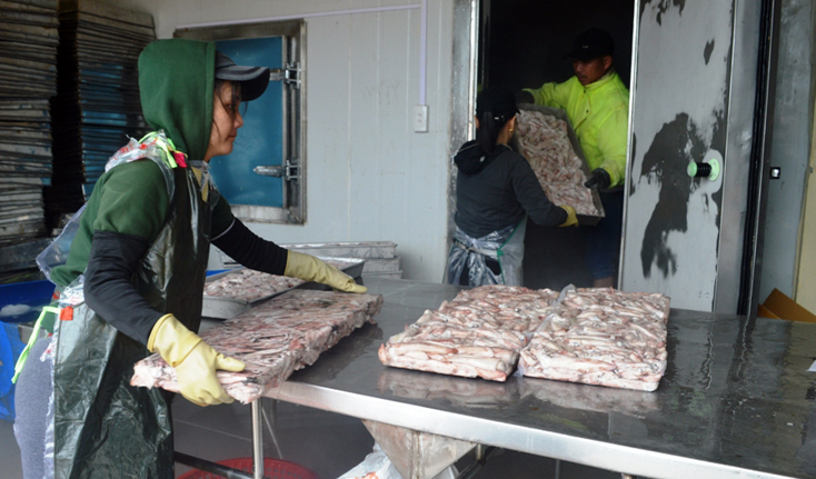 Thu mua và sơ chế mực tươi để xuất khẩu.