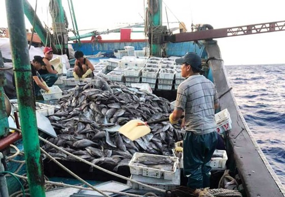 Cứu sống 8 ngư dân bị chìm tàu trên biển ảnh 1